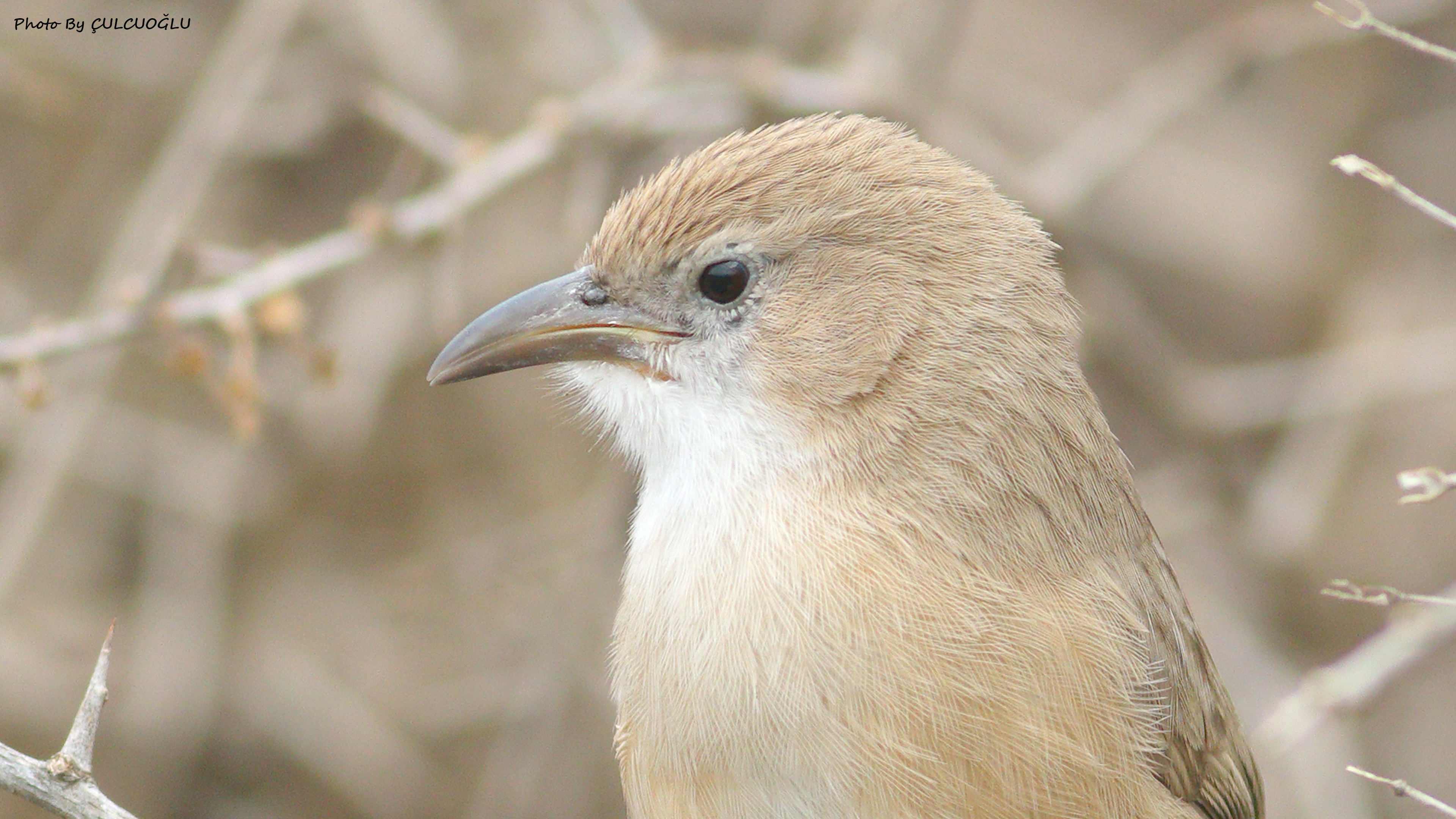 Iraq Babbler